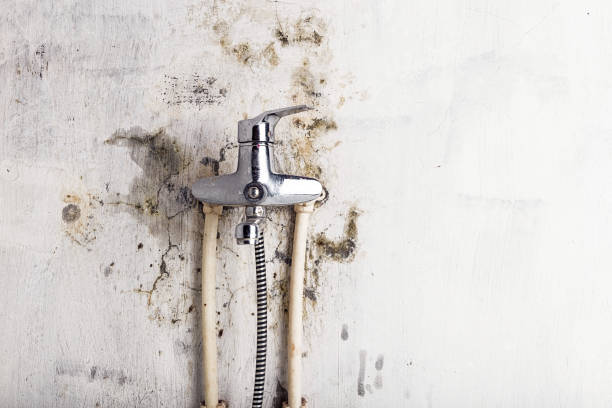 Best Mold Testing  in Rocky Mount, VA