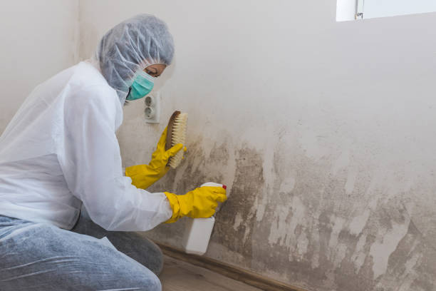 Best Toxic Mold Removal  in Rocky Mount, VA