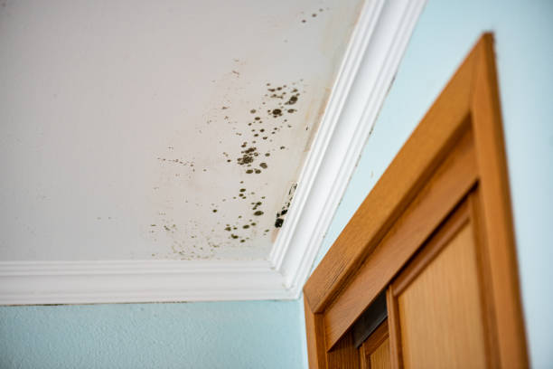  Rocky Mount, VA Mold Removal Pros