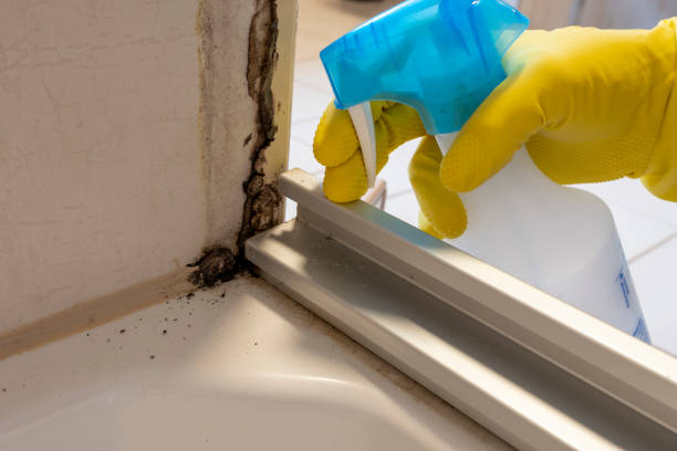 Best Crawl Space Mold Removal  in Rocky Mount, VA