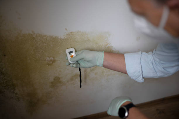 Best Mold Remediation Experts  in Rocky Mount, VA