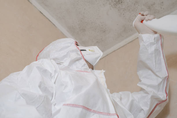Best Black Mold Removal  in Rocky Mount, VA