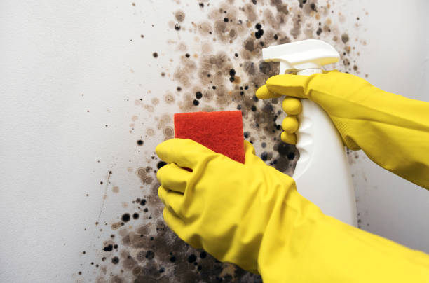 Attic Mold Removal in Rocky Mount, VA