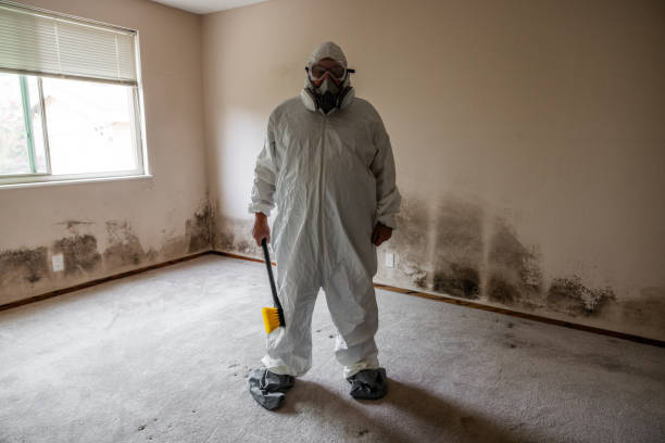 Best Emergency Mold Removal  in Rocky Mount, VA