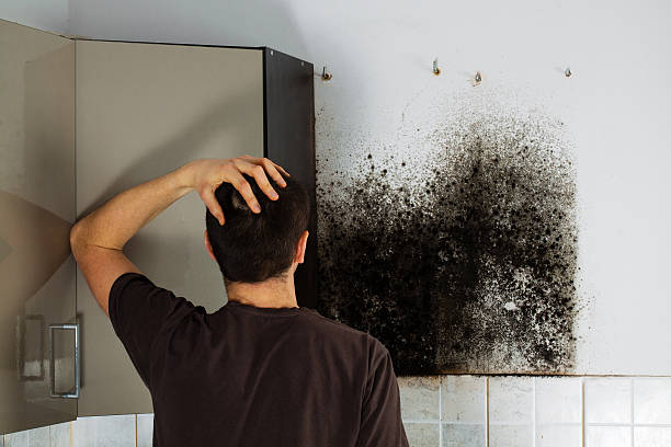 Best Attic Mold Removal  in Rocky Mount, VA